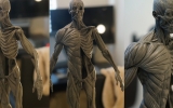 ecorche_nocolor01